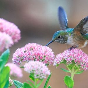 Meet your Posher, Cookiegettinghers